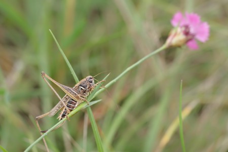 Homokpusztai szöcske
